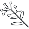 wattle
